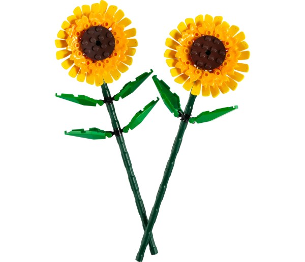 Floarea soarelui, 8+ ani