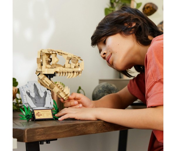 Fosile de dinozaur: craniu de T.rex, 9+ ani